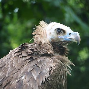 Cinereous vulture (Aegypius monachus), 2023-05-15