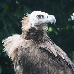 Cinereous vulture (Aegypius monachus), 2023-05-16
