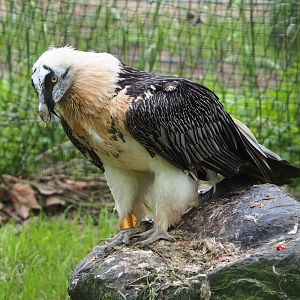 Bearded vulture (Gypaetus barbatus barbatus), 2023-05-15