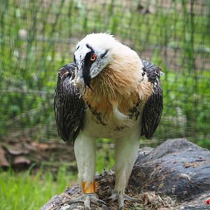 Bearded vulture (Gypaetus barbatus barbatus), 2023-05-15