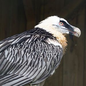 Bearded vulture (Gypaetus barbatus barbatus), 2023-05-16