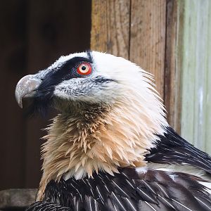Bearded vulture (Gypaetus barbatus barbatus), 2023-05-16