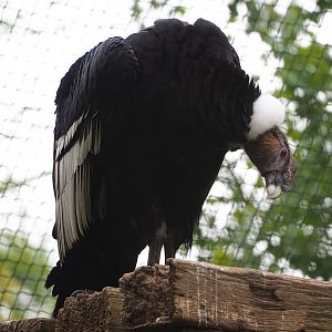 Andean condor (Vultur gryphus), 2023-05-15
