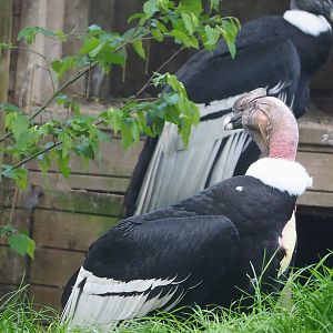 Andean condor (Vultur gryphus), 2023-05-16