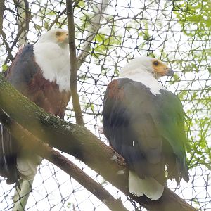 African fish eagles (Haliaeetus vocifer), 2023-05-15