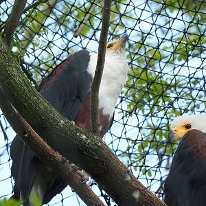 African fish eagles (Haliaeetus vocifer), 2023-05-16