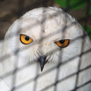 Snowy owl (Bubo scandiacus), 2023-05-15
