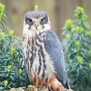 Eurasian hobby falcon (Falco subbuteo subbuteo), 2023-05-15