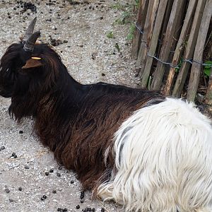 Domestic goat (Capra hircus), 2023-05-15