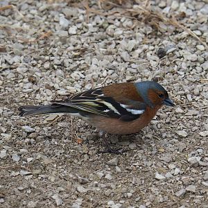 Wild male Eurasian chaffinch (Fringilla coelebs), 2023-05-15