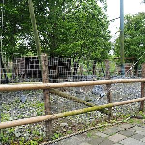 Vicuña and Patagonian mara exhibit, 2023-05-15