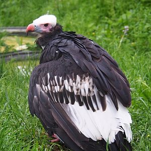 White-headed vulture (Trigonoceps occipitalis), 2023-05-15