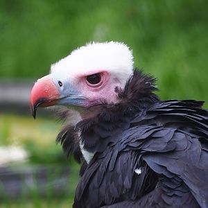 White-headed vulture (Trigonoceps occipitalis), 2023-05-15