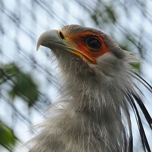Secretary bird (Sagittarius serpentarius), 2023-05-16