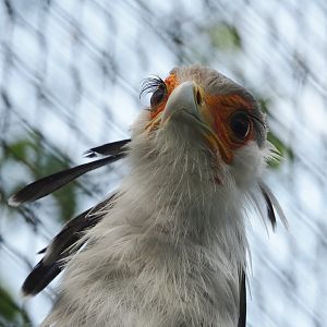 Secretary bird (Sagittarius serpentarius), 2023-05-16