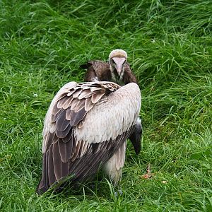 African white-backed vulture (Gyps africanus) and Hooded vulture (Necrosyrtes monachus), 2023-05-15