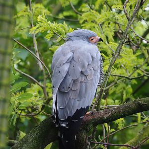 African harrier hawk (Polyboroides typus), 2023-05-15
