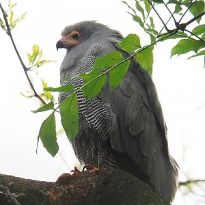 African harrier hawk (Polyboroides typus), 2023-05-15