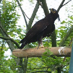 Long-crested eagle (Lophaetus occipitalis), 2023-05-16