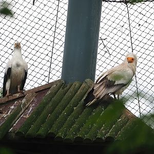 Palm-nut vulture (Gypohierax angolensis) and Egyptian vulture (Neophron percnopterus), 2023-05-16