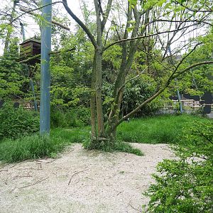 Large mixed raptor aviary, 2023-05-15