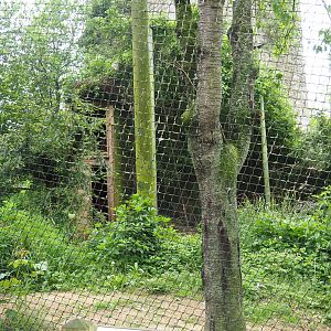 Black-chested buzzard-eagle aviary, 2023-05-15
