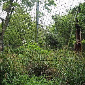 Black-chested buzzard-eagle aviary, 2023-05-15