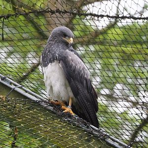 Black-chested buzzard-eagle (Geranoaetus melanoleucus), 2023-05-15