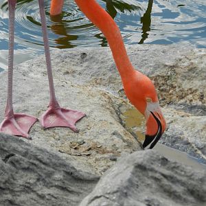 Caribbean flamingo - Temaiken