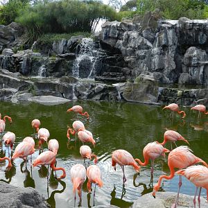 Caribbean flamingo exhibit - Temaiken