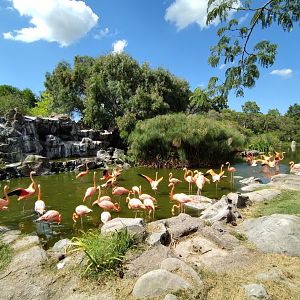 Caribbean flamingo exhibit - Temaiken