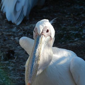 Great white pelican - Temaiken