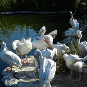 Great white pelicans - Temaiken
