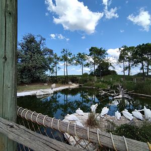 Great white pelican exhibit - Temaiken