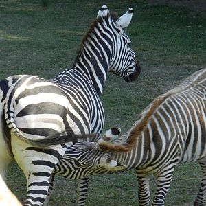 Burchell's zebra - Temaiken