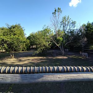 Burchell's zebra exhibit - Temaiken
