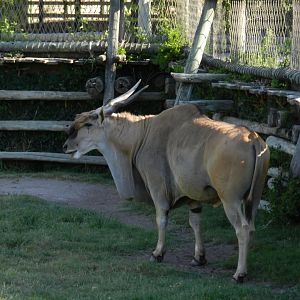Eland antelope - Temaiken