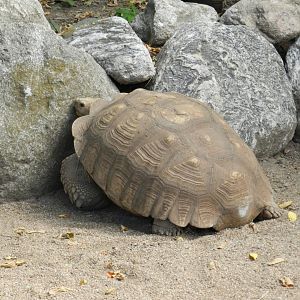 African spurred tortoise - Temaiken