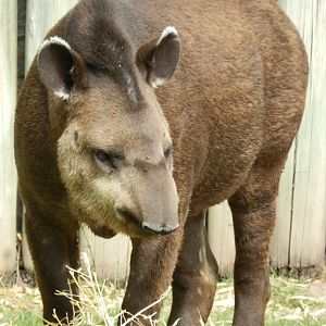 Brazilian tapir - Temaiken