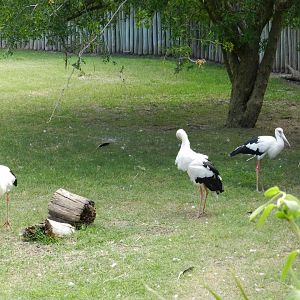 Maguari storks - Temaiken