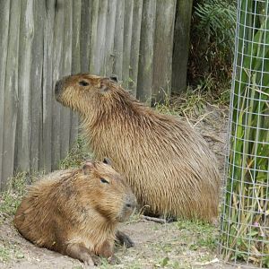 Capybaras - Temaiken