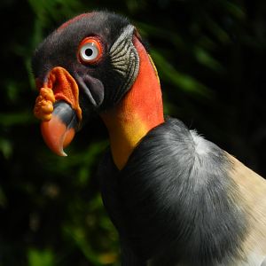 King vulture - Temaiken