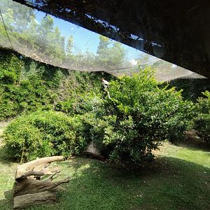 King vulture aviary - Temaiken