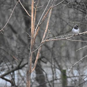 Black-throated Thrush at Tophill Low, 20th January 2024