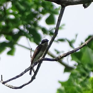 Large wood-shrike (Tephrodornis virgatus verneyi)