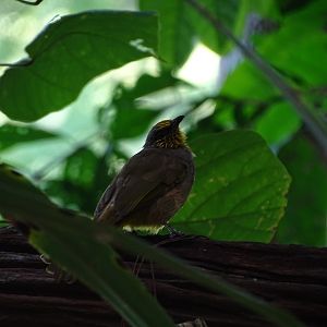 Stripe-throated bulbul (Pycnonotus finlaysoni eous)