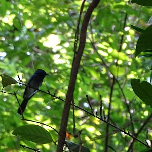Black-naped monarch (Hypothymis azurea galerita)