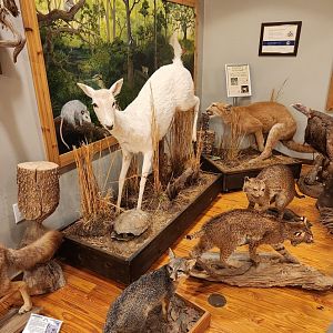 Five Rivers Delta Center (AL) - Taxidermy