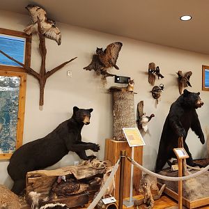 Five Rivers Delta Center (AL) - Taxidermy 2