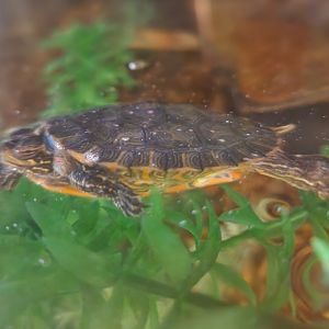 Five Rivers Delta Center (AL) - Alabama Red-bellied Turtle